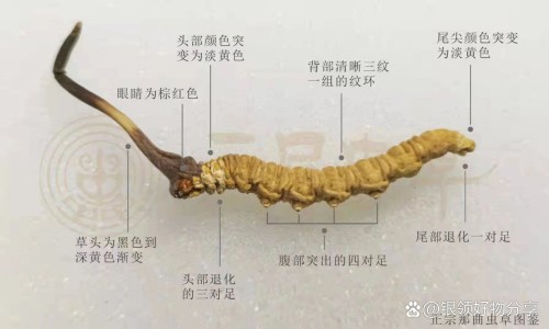 中药炒鸡内金的功效与作用专区_炒麦芽的功效与作用专区_炒鸡内金的功效与作用网